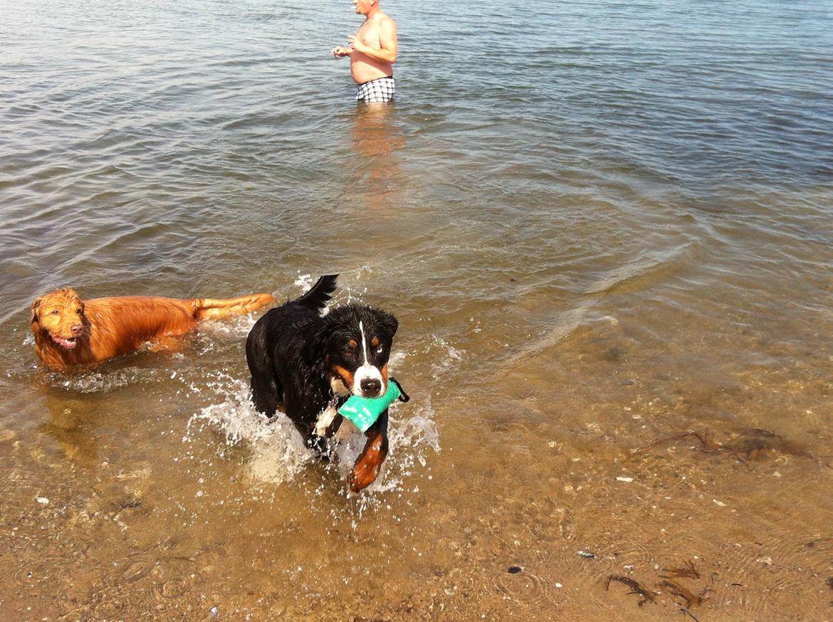 Berner sennenhund Bernerstuens Belle (Blue) billede 22