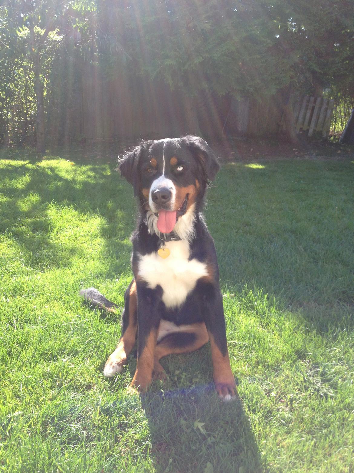 Berner sennenhund Bernerstuens Belle (Blue) - Vores solstråle <3 billede 24