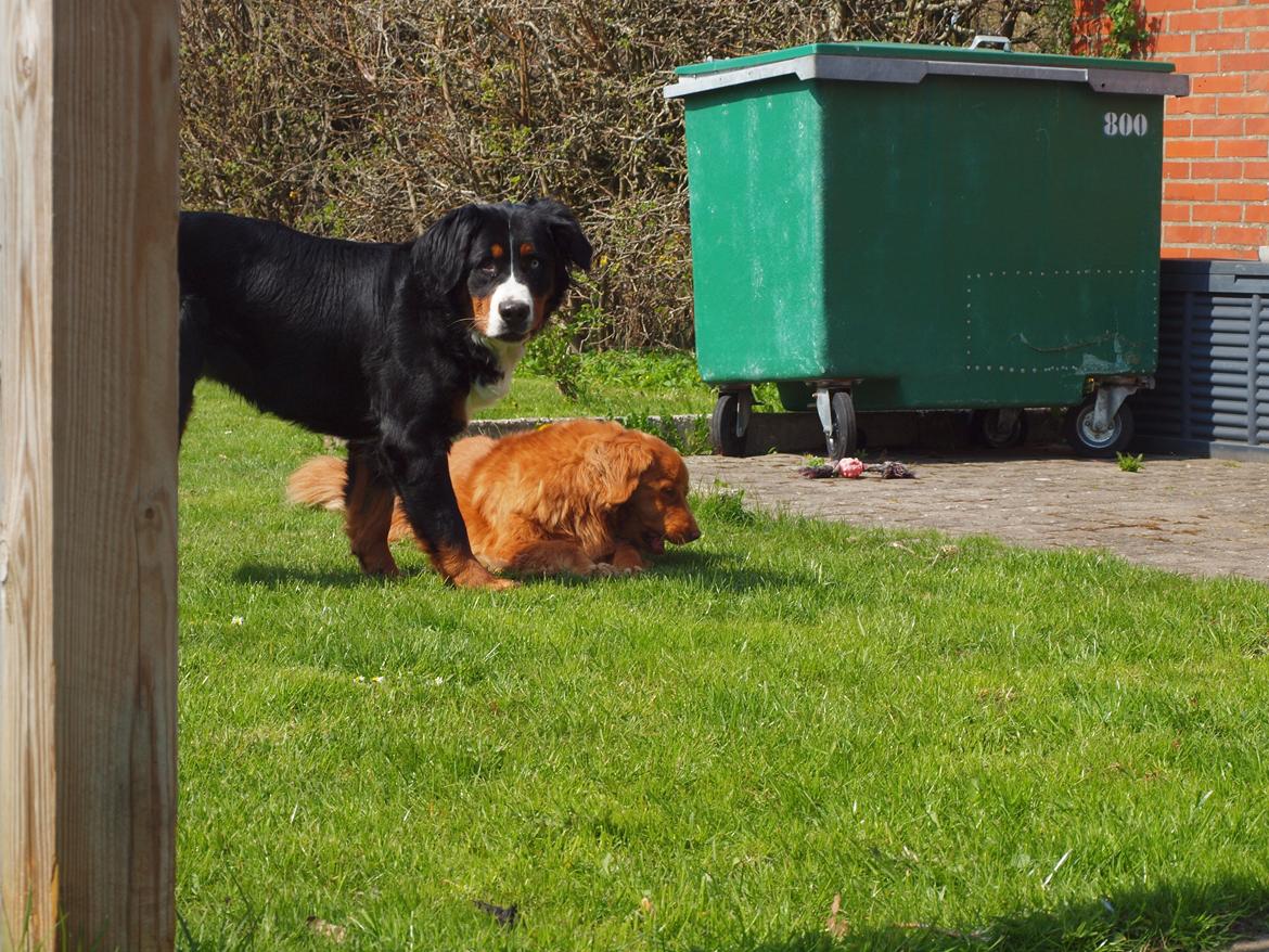 Berner sennenhund Bernerstuens Belle (Blue) billede 31