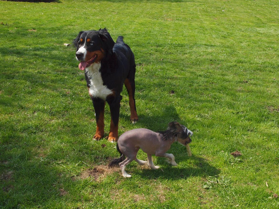 Berner sennenhund Bernerstuens Belle (Blue) billede 32