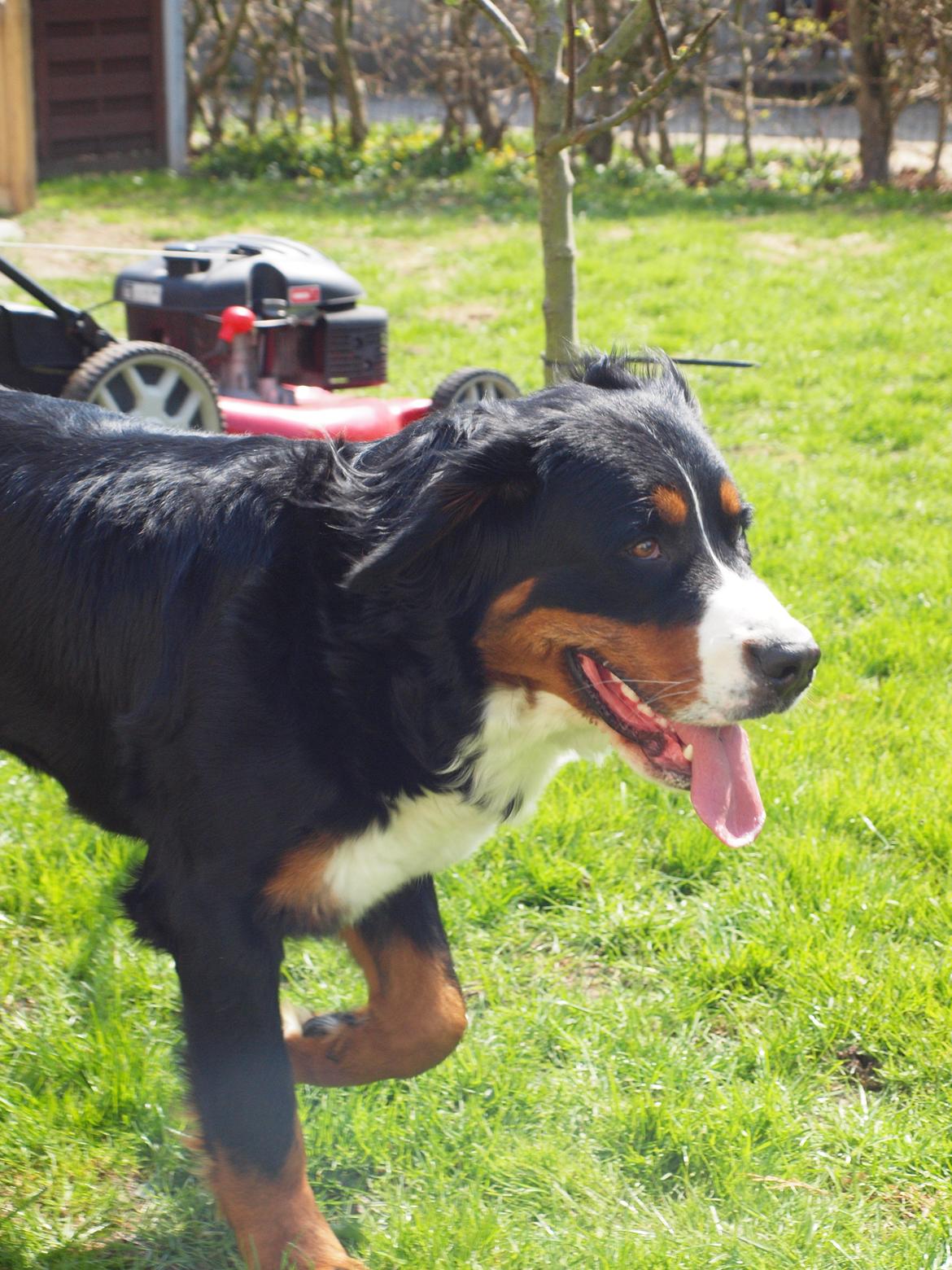 Berner sennenhund Bernerstuens Belle (Blue) billede 33