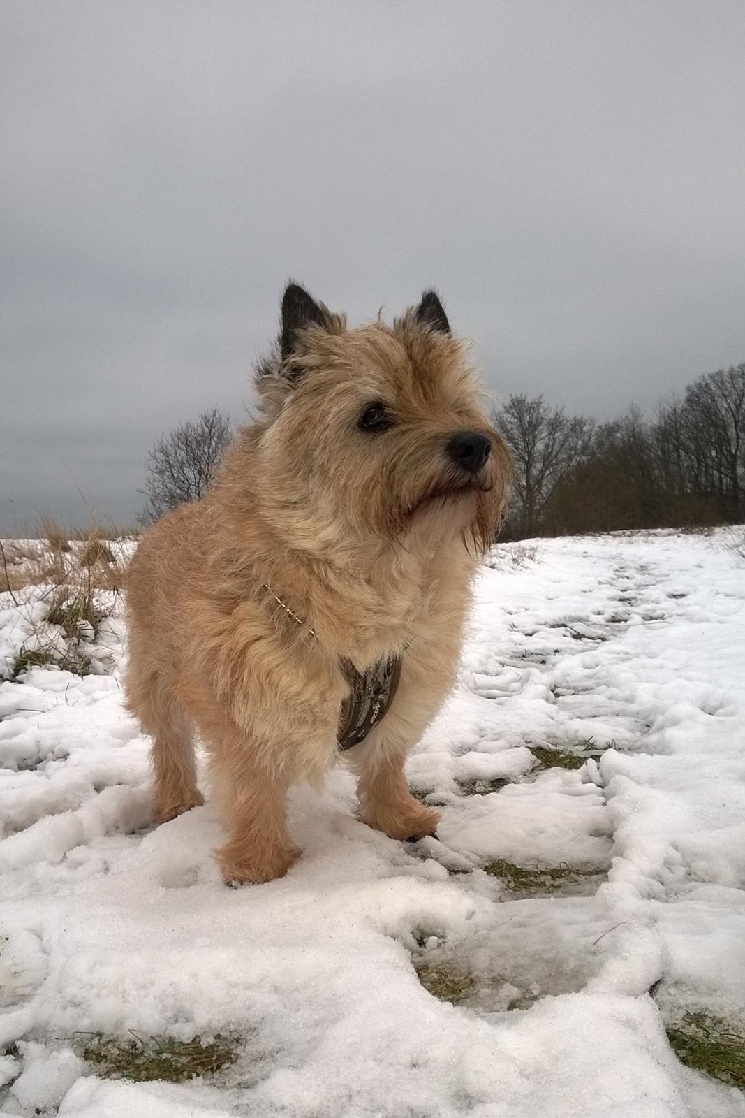 Cairn terrier Ebbe - 21.01.2014, Ebbe på snetur billede 30