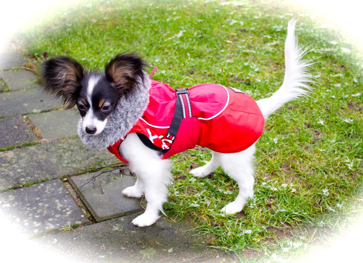 Papillon Flowerbirds Zia Be My Beauty - Zia prøver vinterfrakken for første gang. billede 30