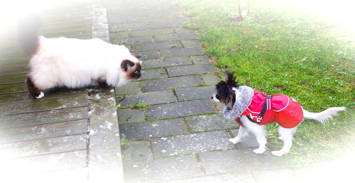 Papillon Flowerbirds Zia Be My Beauty - men katten Mickey føler sig ikke helt tryg ved Zia´s nye udseende. billede 31