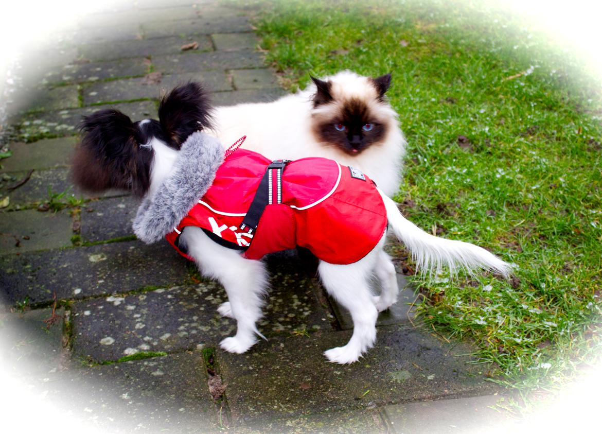 Papillon Flowerbirds Zia Be My Beauty - Men han nærmer sig dog langsomt :-) billede 32