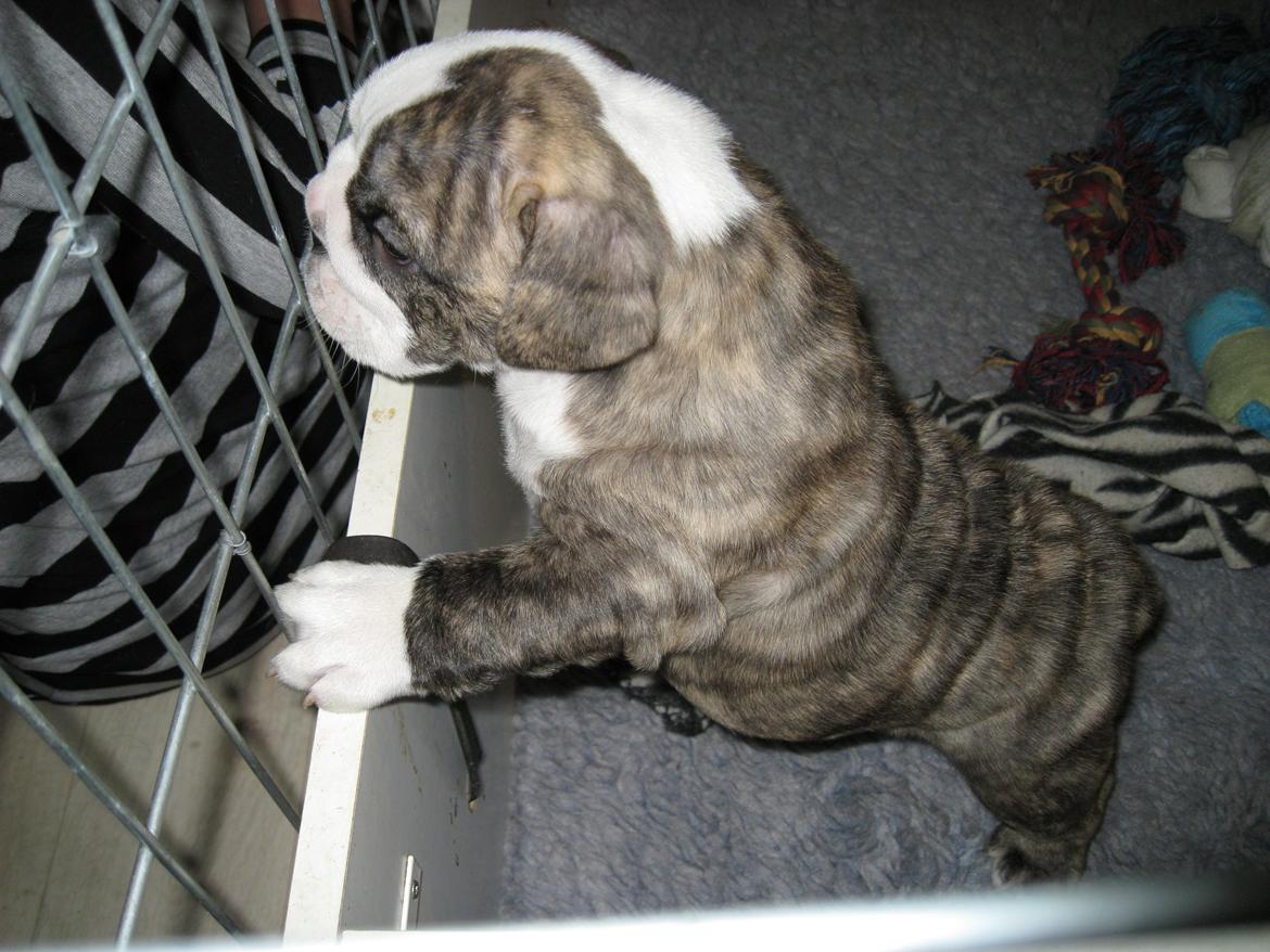 Engelsk bulldog GT - EEELLLLsker når i kommer og besøger mig ! billede 9