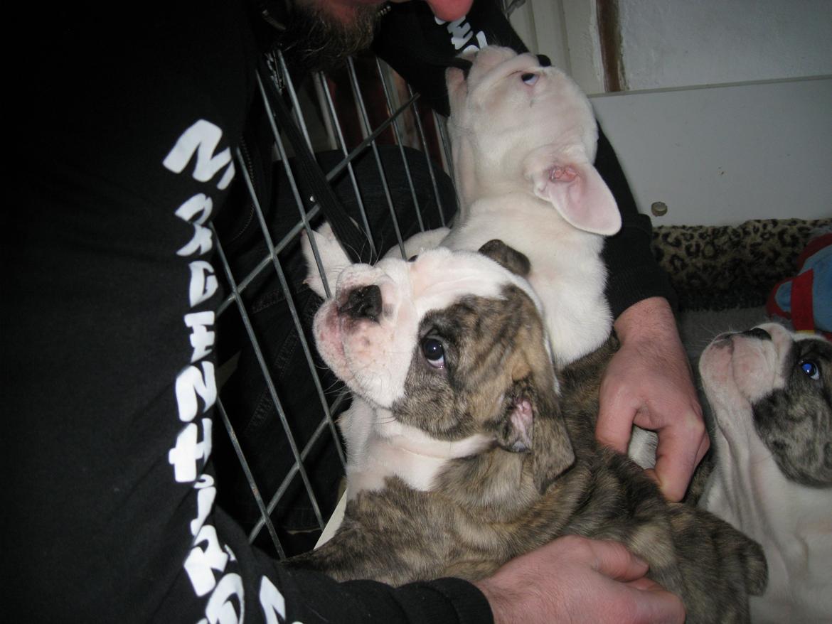 Engelsk bulldog GT - Der ER i jo :) ... skynd dig skynd dig tag mig op :) billede 10