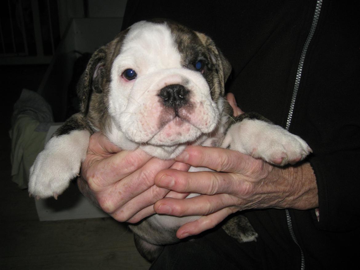 Engelsk bulldog GT billede 11