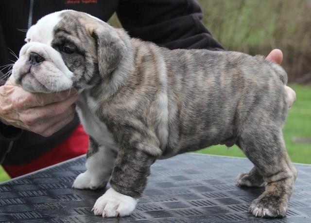 Engelsk bulldog GT - Nu er jeg 8 uger :D billede 7