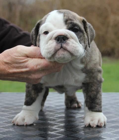 Engelsk bulldog GT - ..og jeg er klar til at flytte hjemmefra :)
 billede 8