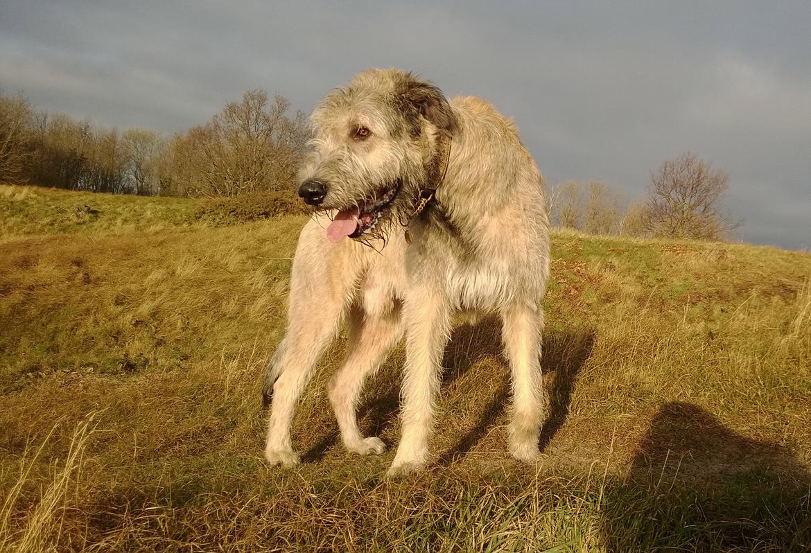 Irsk ulvehund Morgan - Morgan poserer i det smukke lys billede 25