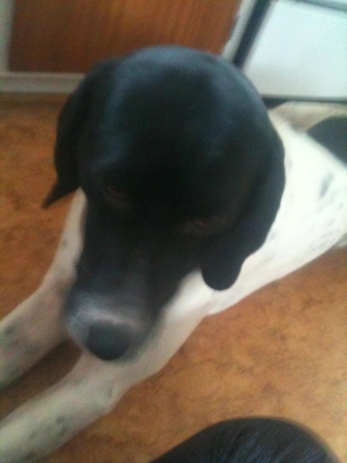 Pointer Wilson - Hvis jeg nu ikke kigger så får jeg måske noget :) billede 1