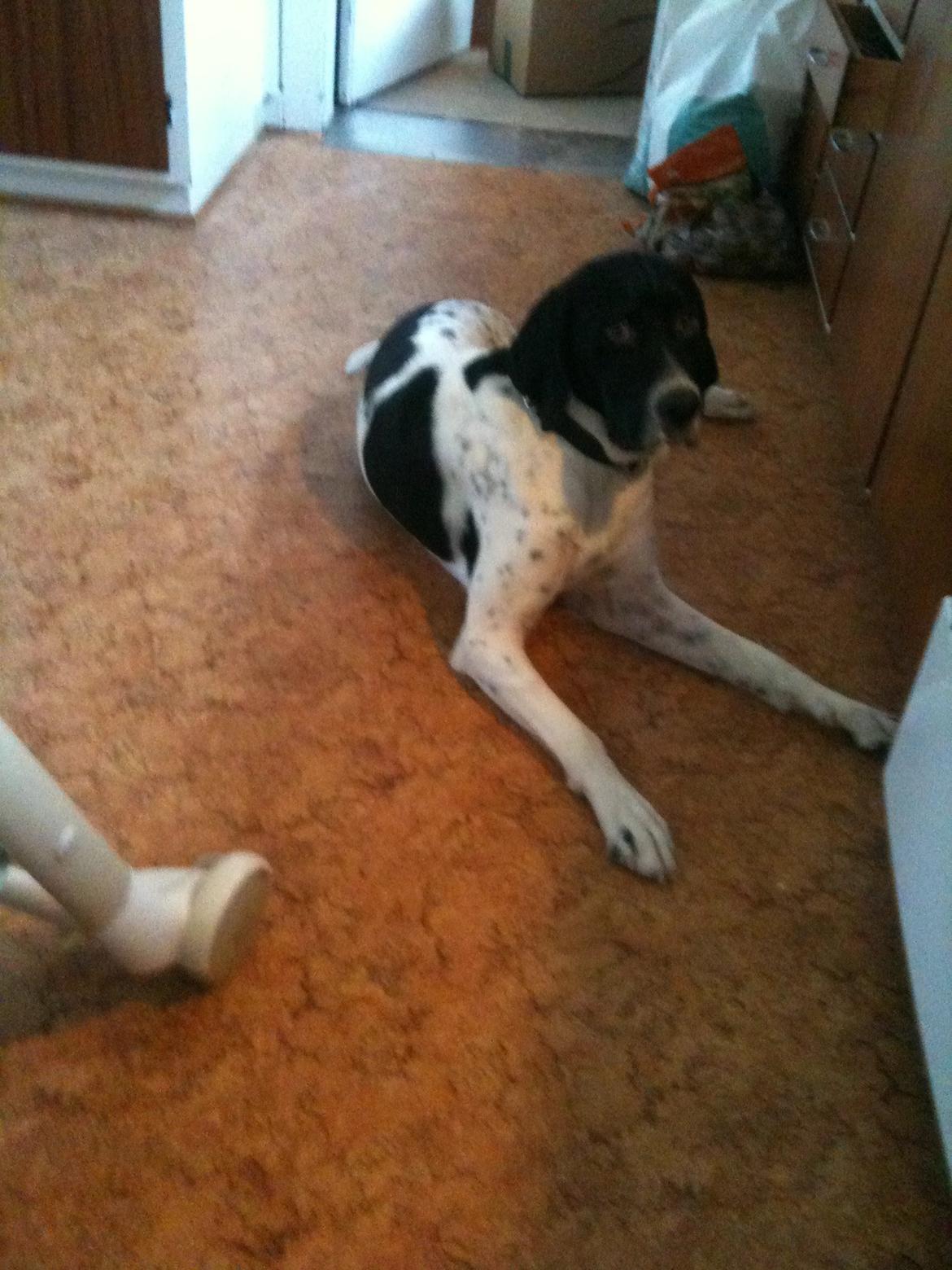 Pointer Wilson billede 2