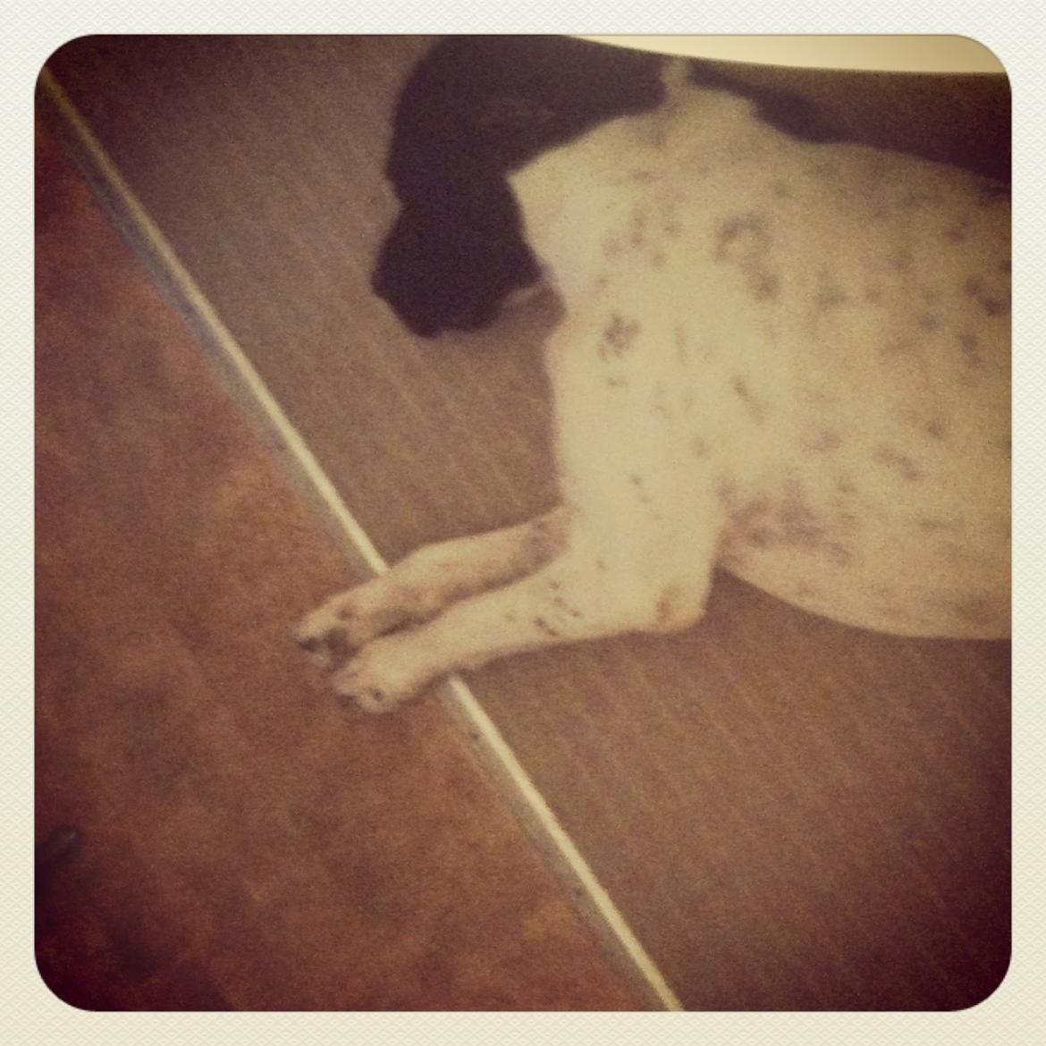 Pointer Wilson billede 4