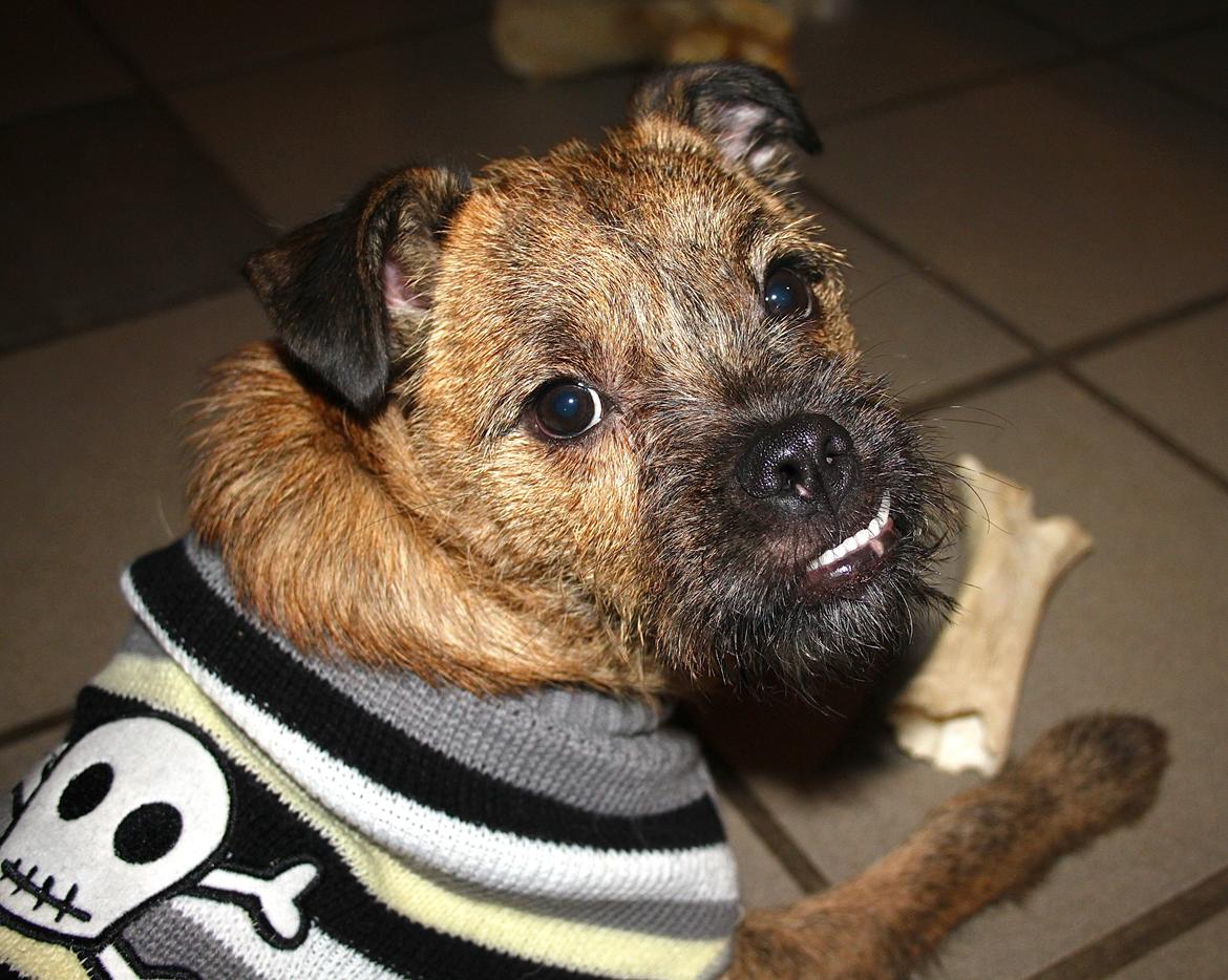 Blanding af racer Charlie billede 1