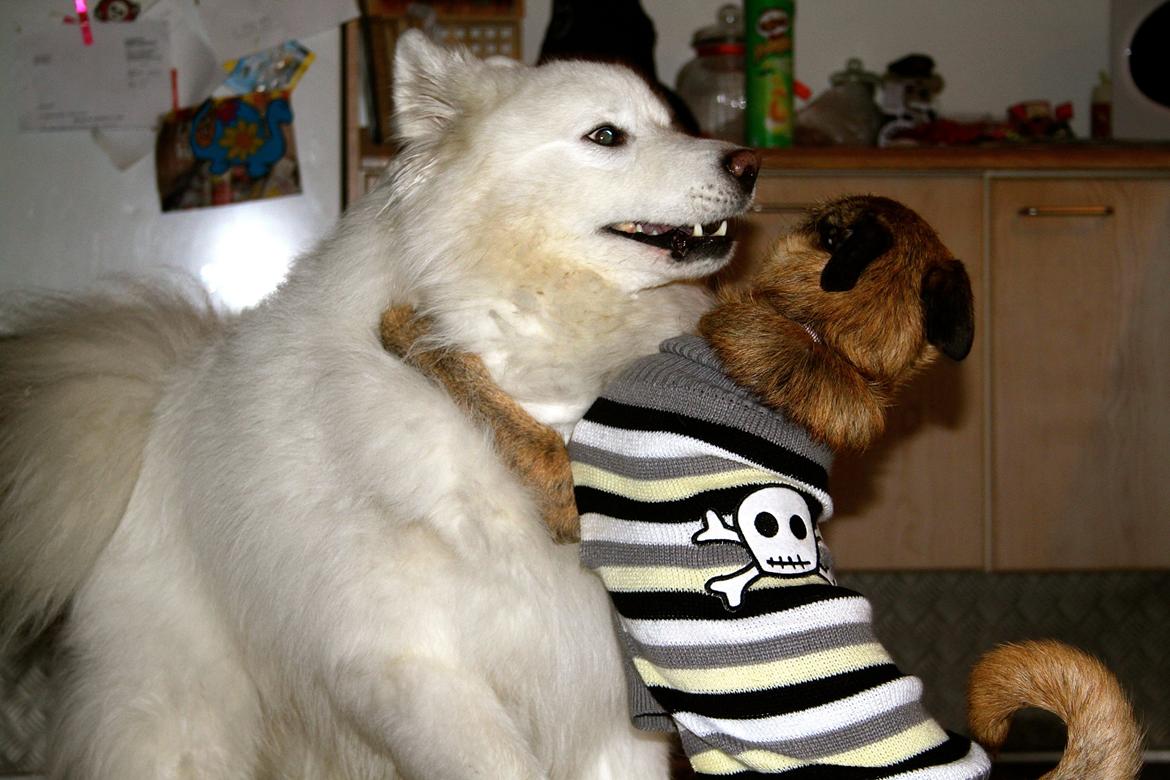 Blanding af racer Charlie billede 2