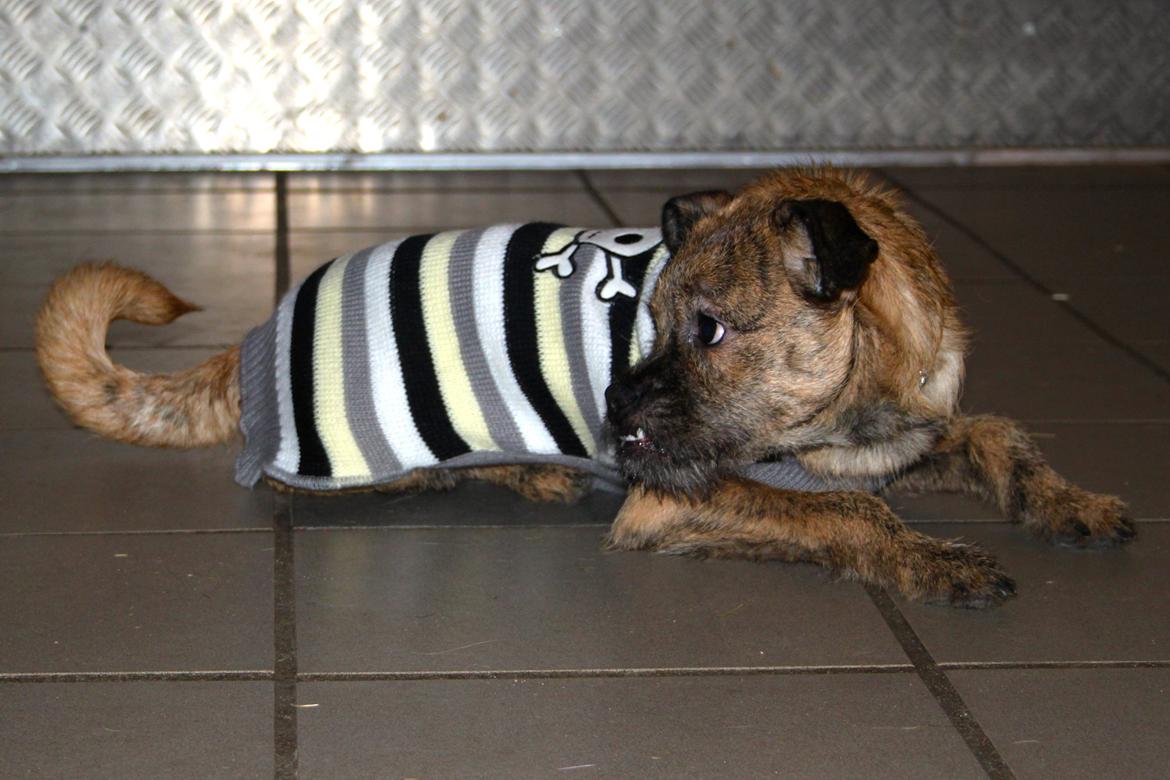 Blanding af racer Charlie billede 3