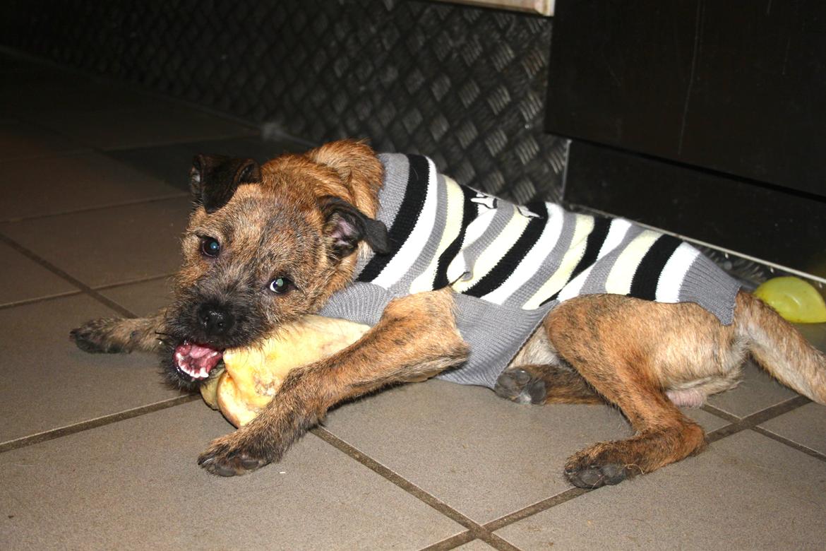 Blanding af racer Charlie billede 4