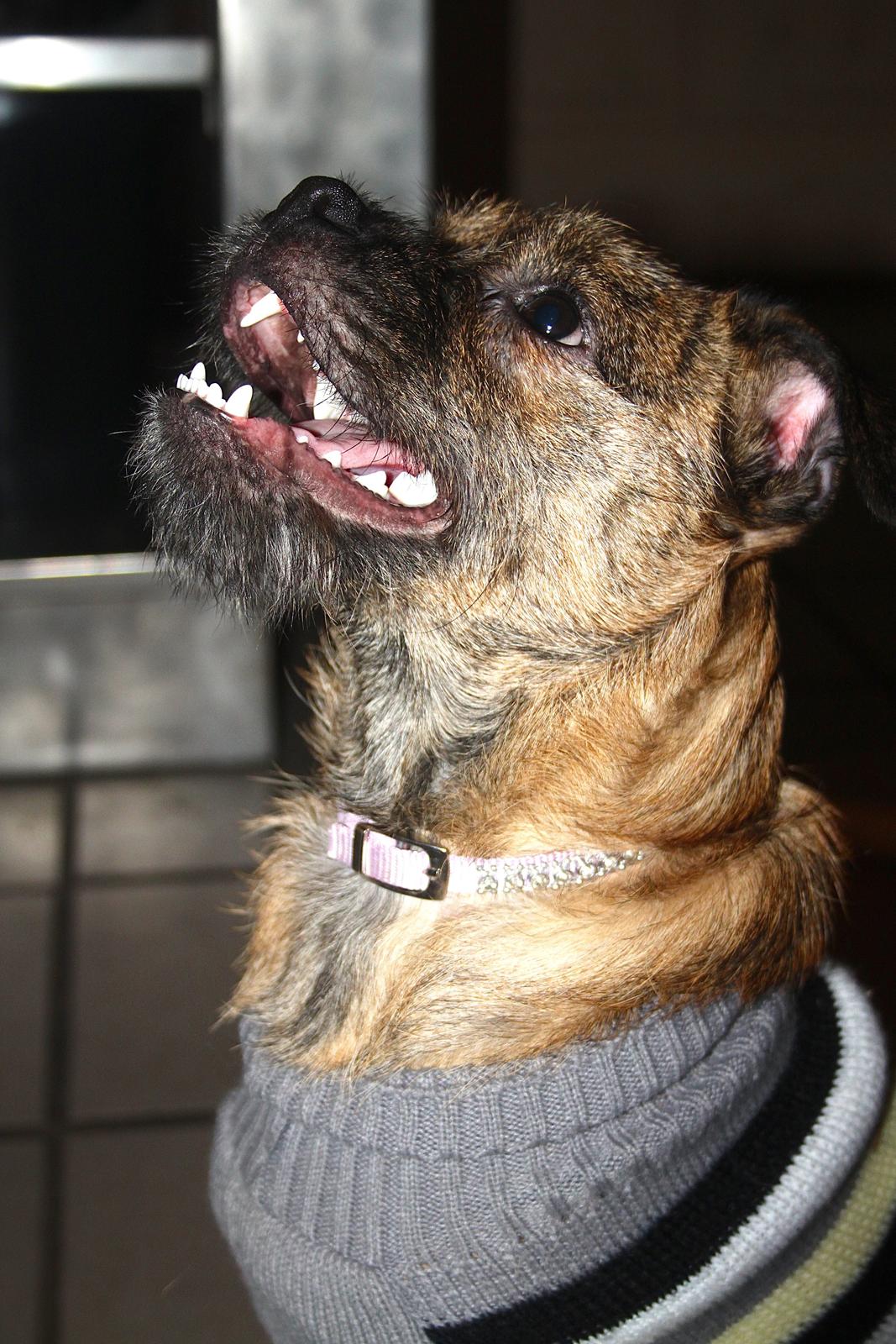 Blanding af racer Charlie billede 8