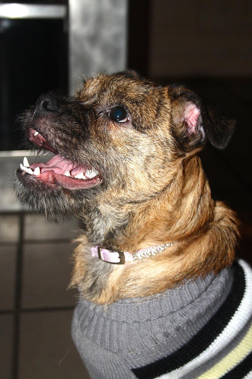 Blanding af racer Charlie billede 9