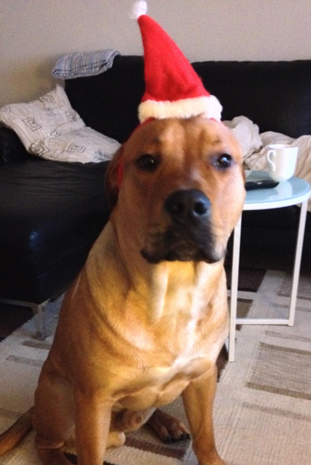 Blanding af racer Dogo Canario/Rottweiler - Elvis - Elvis venter spændt på julemanden! 
 billede 20