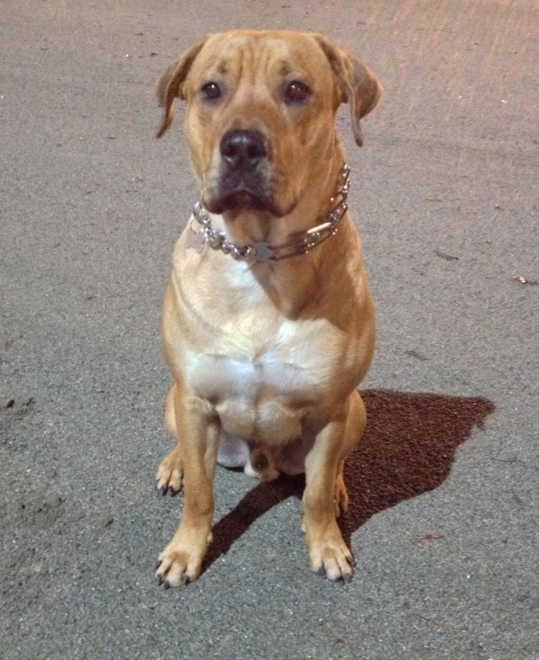 Blanding af racer Dogo Canario/Rottweiler - Elvis billede 21