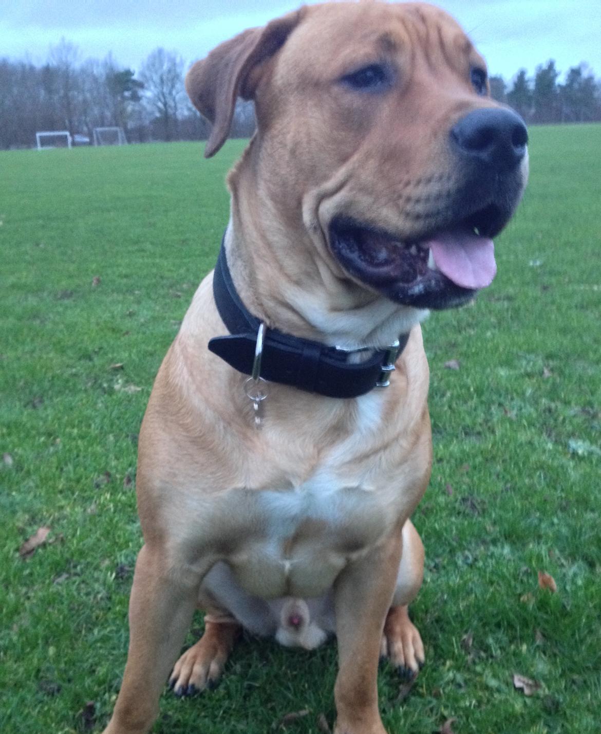 Blanding af racer Dogo Canario/Rottweiler - Elvis billede 22