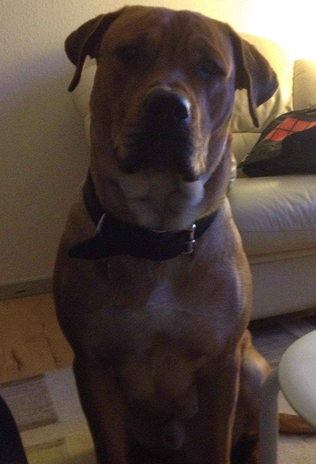 Blanding af racer Dogo Canario/Rottweiler - Elvis - Ej far nu må jeg gerne snart komme op på sofaen! billede 23