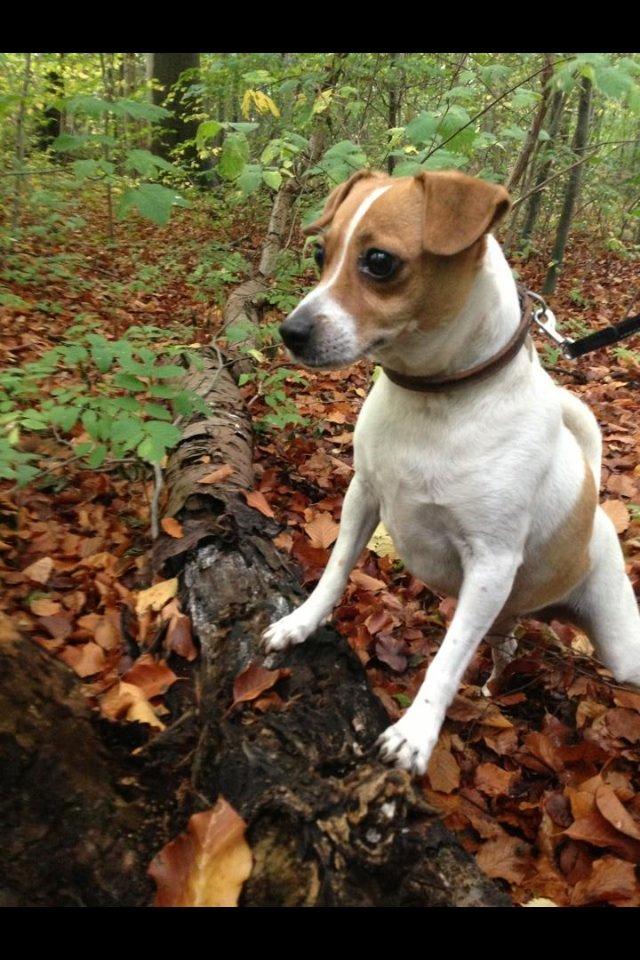 Dansk svensk gaardhund Lady billede 1