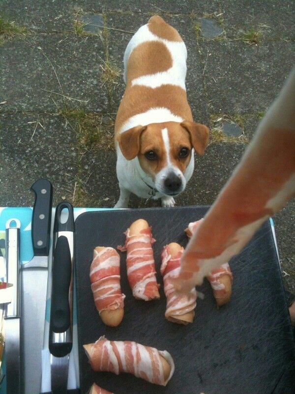 Dansk svensk gaardhund Lady billede 2