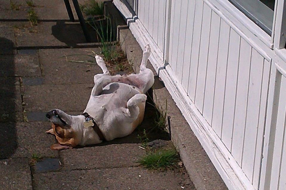 Dansk svensk gaardhund Lady billede 3