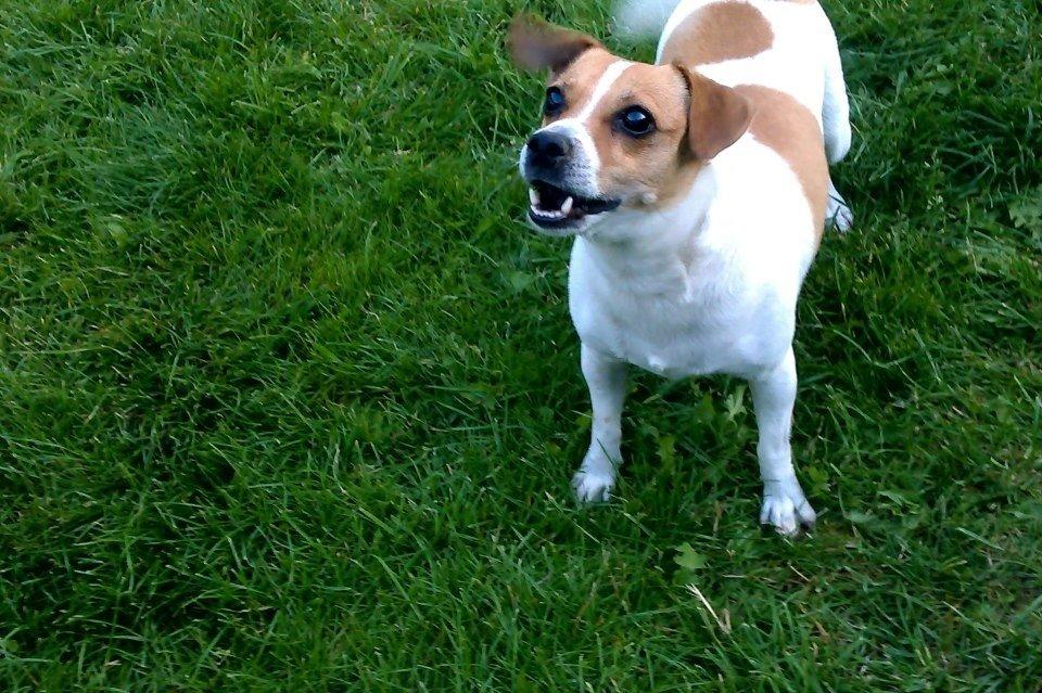 Dansk svensk gaardhund Lady billede 4