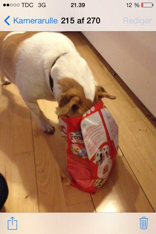 Dansk svensk gaardhund Lady billede 5