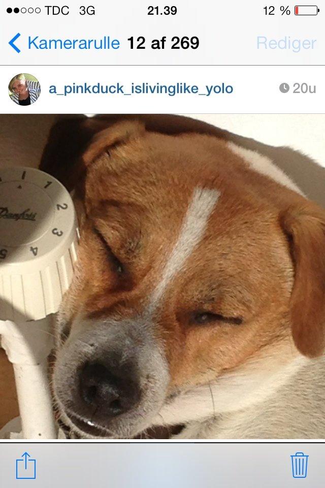 Dansk svensk gaardhund Lady billede 6