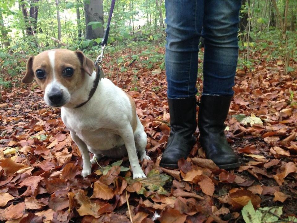 Dansk svensk gaardhund Lady billede 7