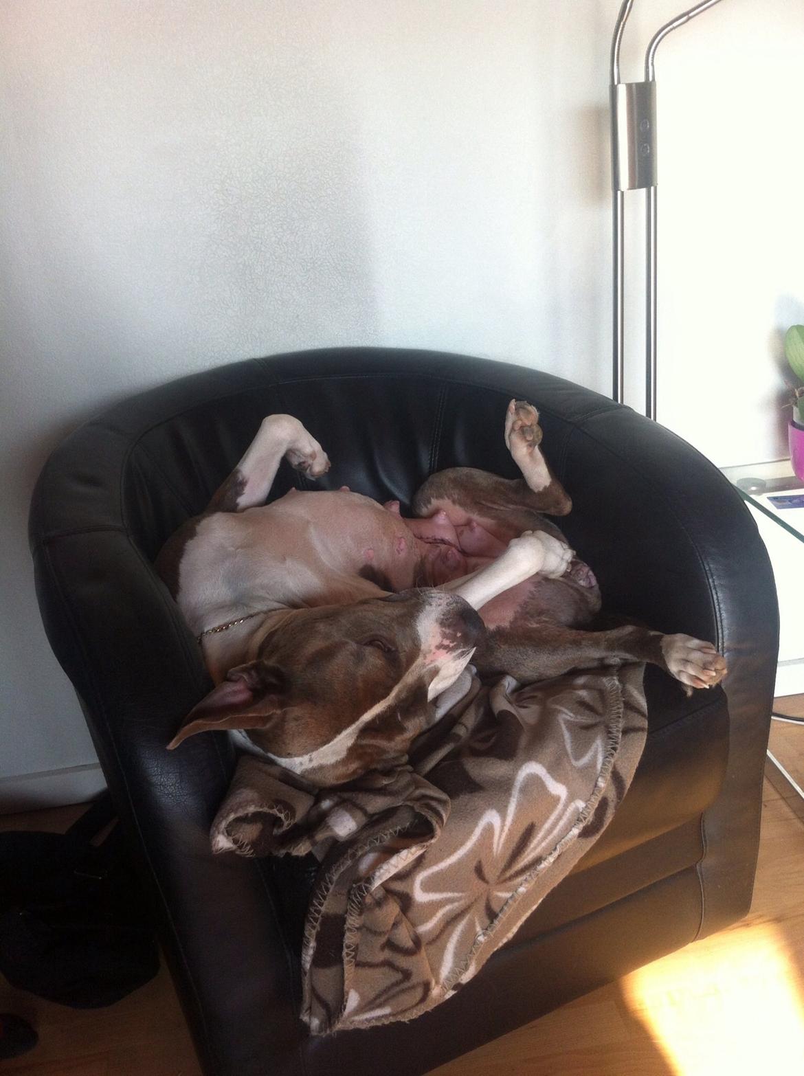 Amerikansk staffordshire terrier Mille - zzz zzz zzz billede 5