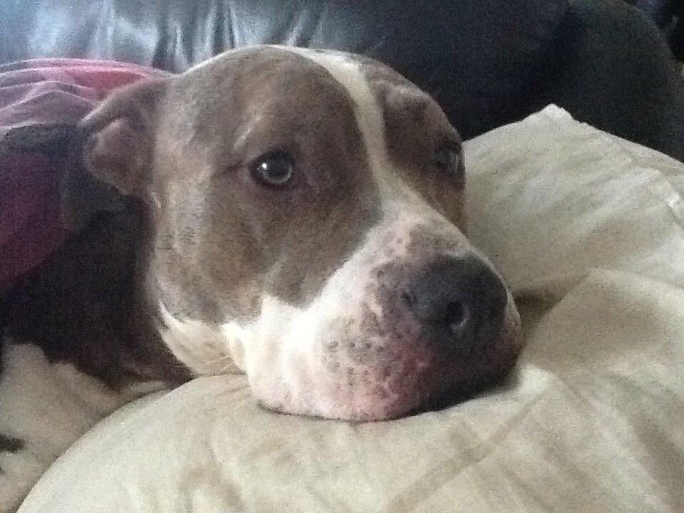 Amerikansk staffordshire terrier Mille billede 6