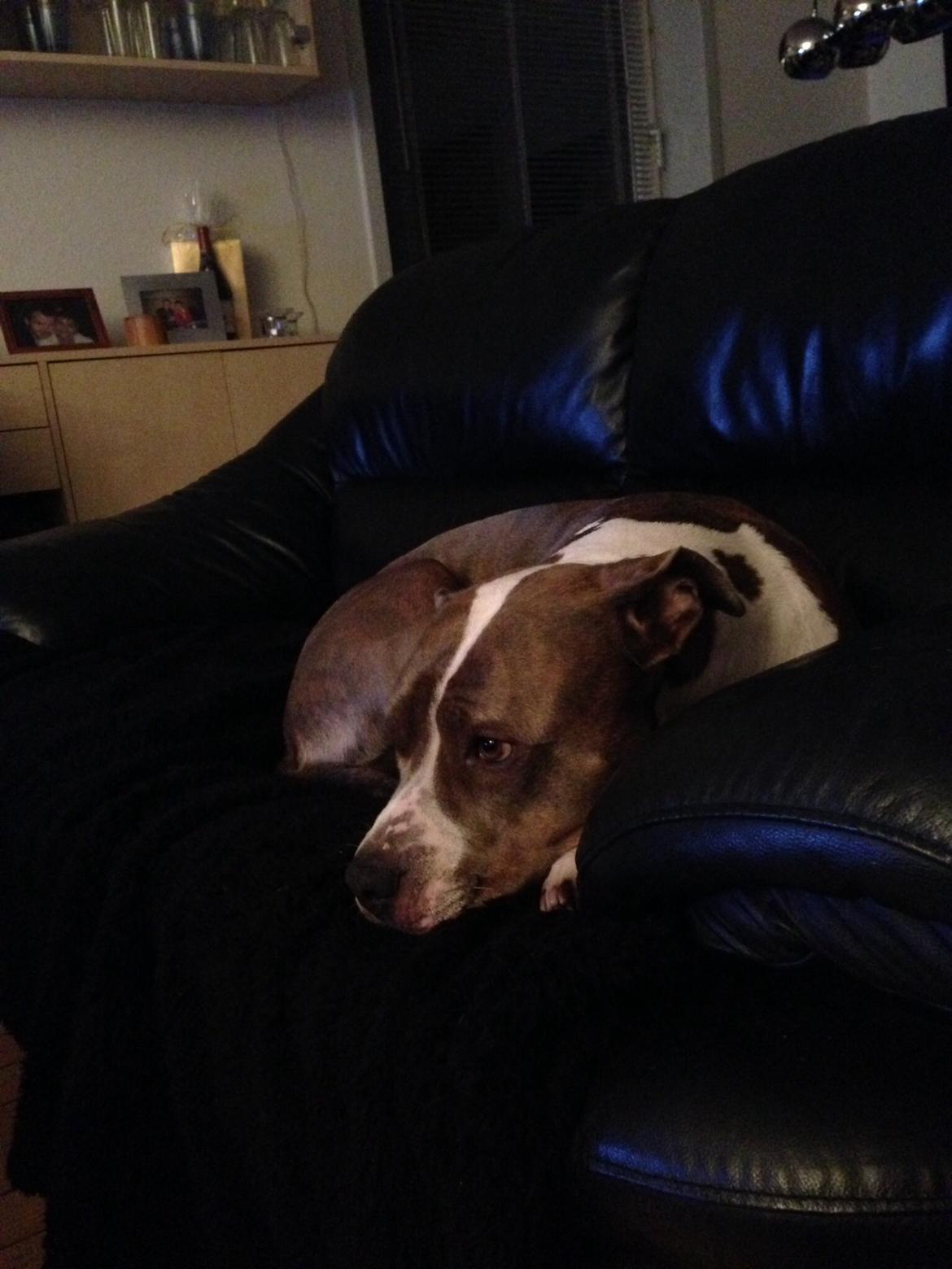 Amerikansk staffordshire terrier Mille - Jeg kan godt li at se fjernsyn billede 7