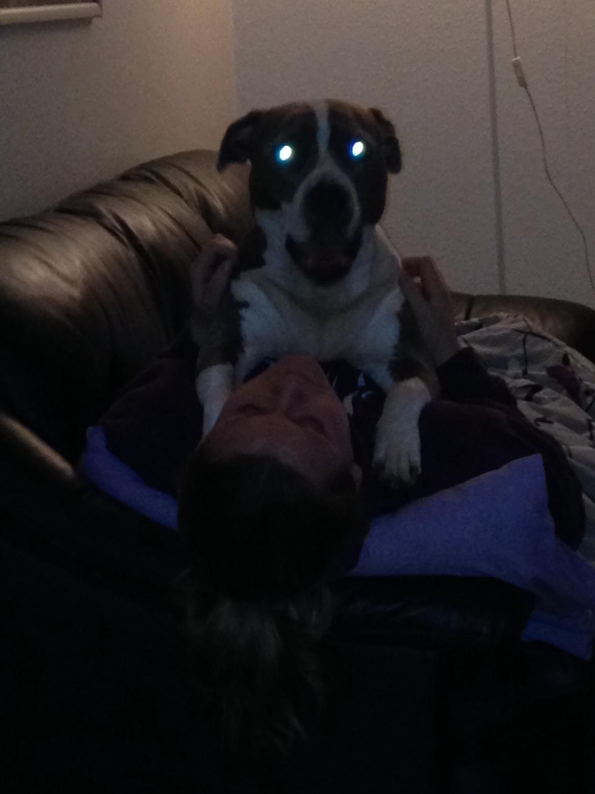 Amerikansk staffordshire terrier Mille - Spiser min mor billede 8