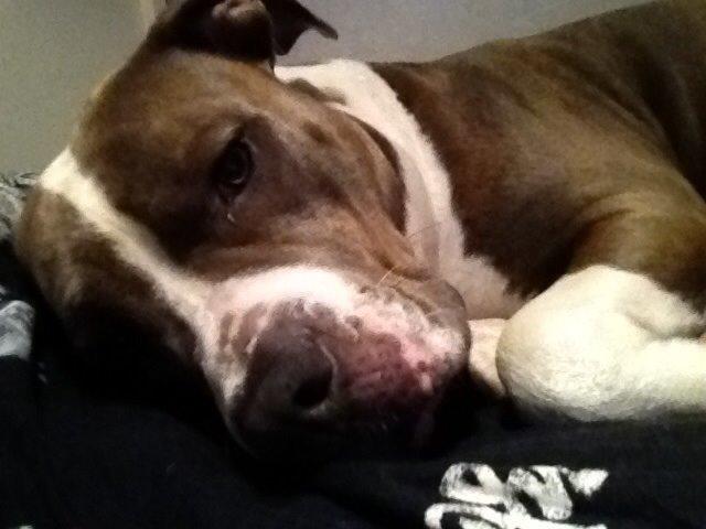 Amerikansk staffordshire terrier Mille - Hej kamera, Godnat kamera 😴 billede 9