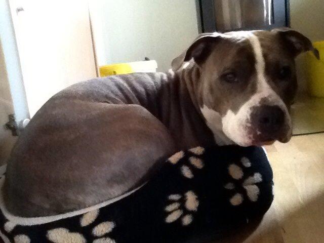 Amerikansk staffordshire terrier Mille - Låner Bellas kurv billede 10