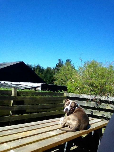Amerikansk staffordshire terrier Mille - Nyder solen på terassebordet billede 11