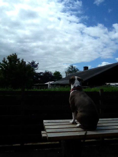 Amerikansk staffordshire terrier Mille - Glor over hækken til naboen billede 12