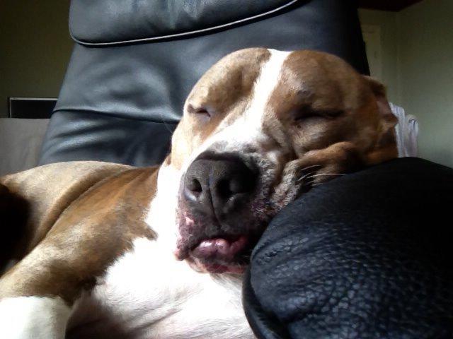 Amerikansk staffordshire terrier Mille - zzz zzz zzz billede 13