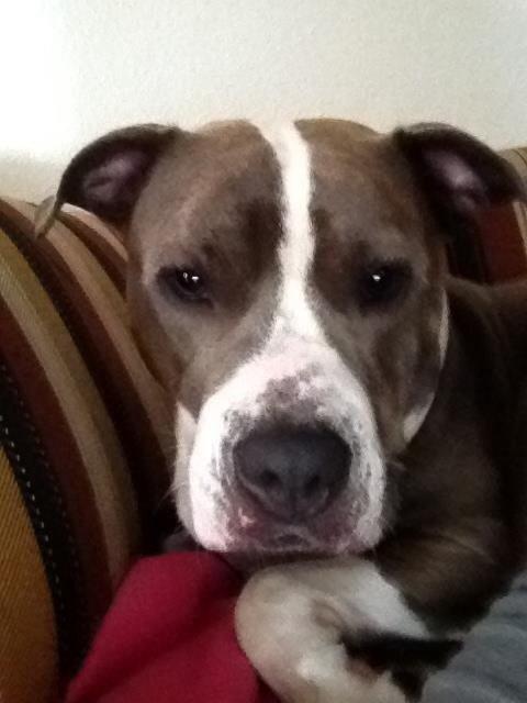 Amerikansk staffordshire terrier Mille - Du vækkede mig :( billede 14