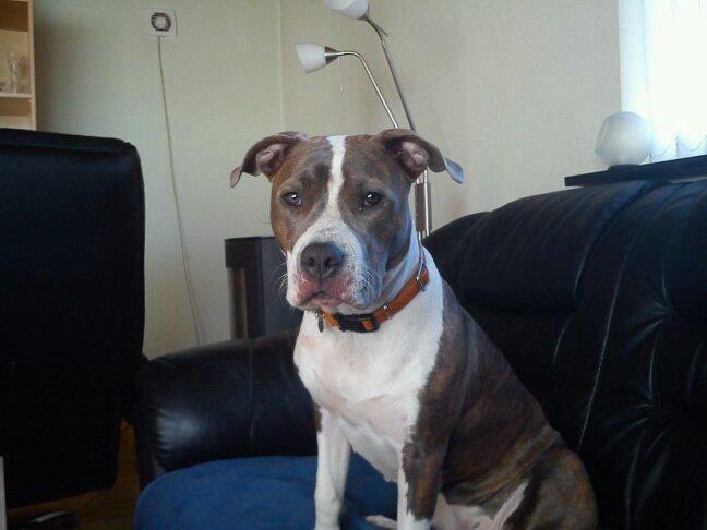 Amerikansk staffordshire terrier Mille billede 16