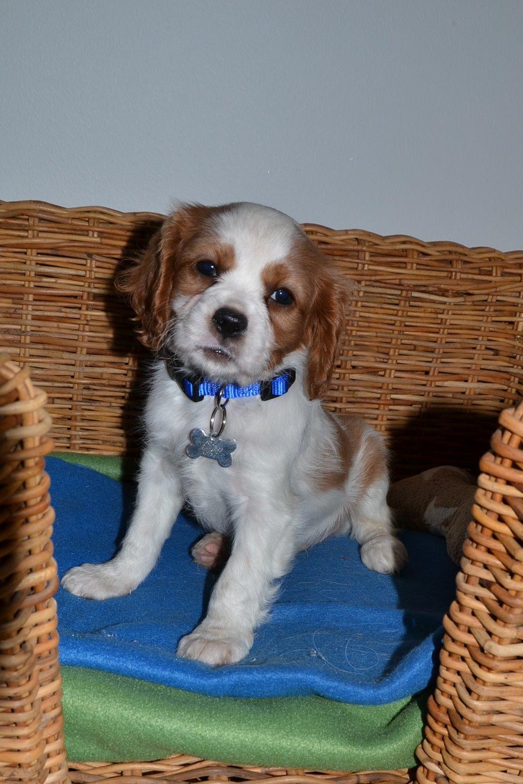 Cavalier king charles spaniel Arne - Arne den dag vi fik ham. billede 1