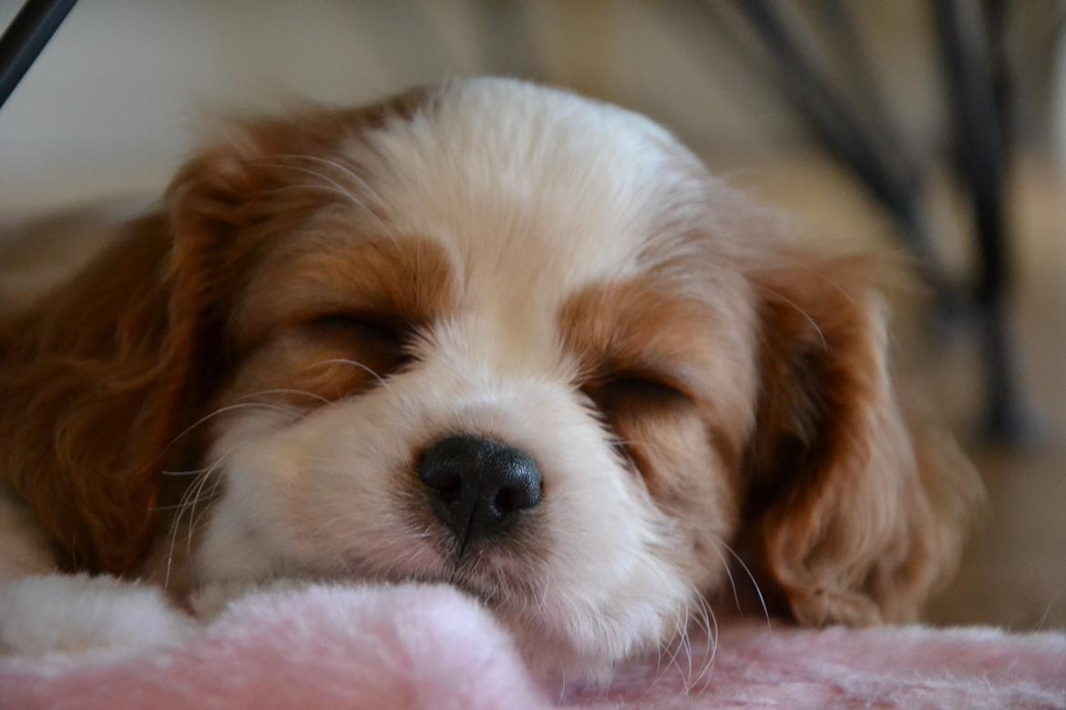 Cavalier king charles spaniel Arne - Arne 8 uger. billede 2