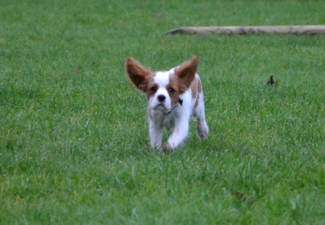 Cavalier king charles spaniel Arne - Arne i haven 9 uger. billede 3