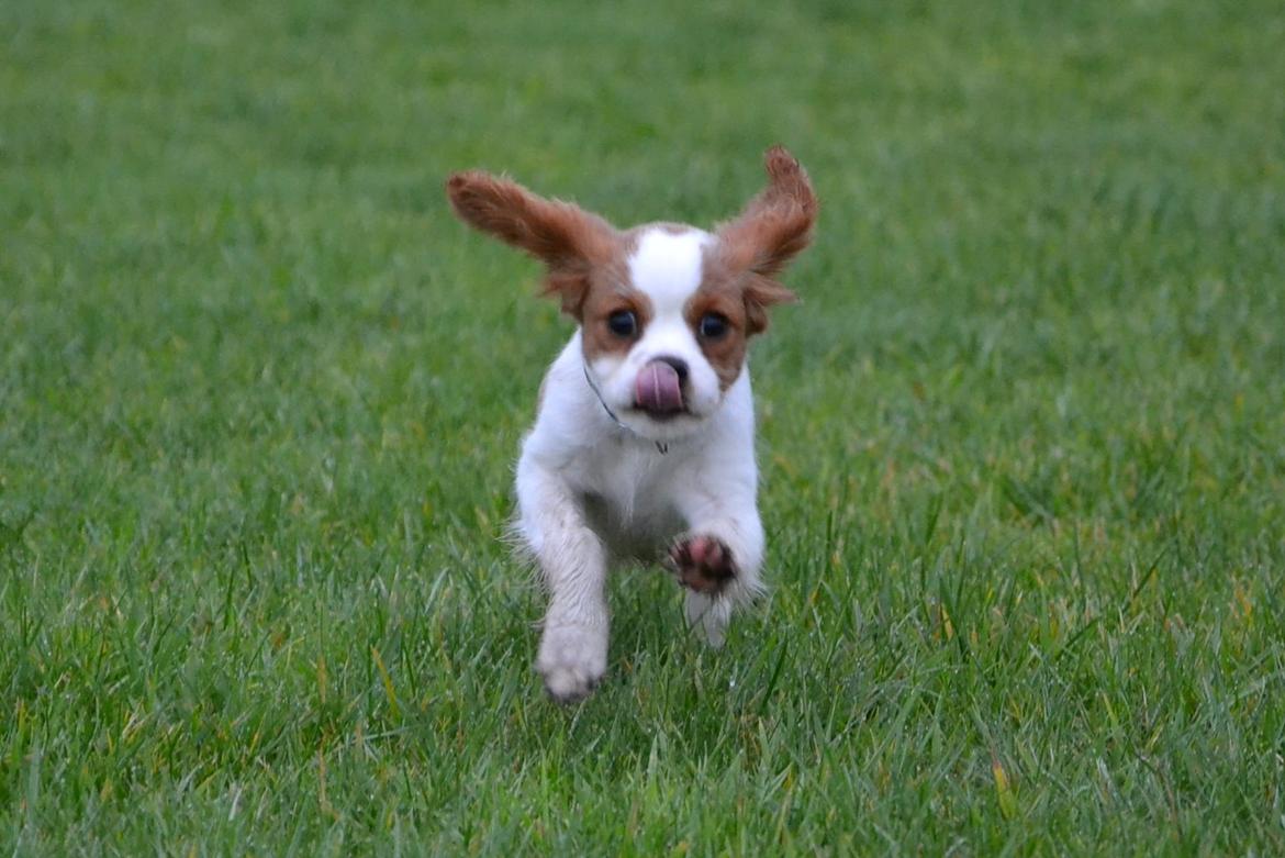 Cavalier king charles spaniel Arne - Arne i haven 9 uger. billede 4